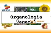 Aula Biologia Juber - Organologia Vegetal[1]