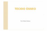 histologia -  Tecido Ósseo