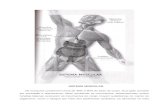 Metafísica da Saúde Vol.3 (Sistema Muscular)