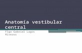 Anatomia Vestibular Central