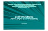Embriogenese(Fetilização e o 1ºTrimestre)