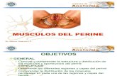 Musculos Del Perine