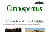 Gimnospermas - Aula 7