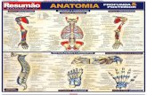 Anatomia Humana - Imagens Explicativas - Resumo - Maria Ignez t. Franca - Banner