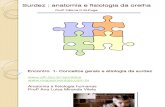 Surdez Fisiologia Anatomia, Etiologia 5 Sem