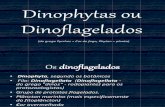 Dinophytas (Dinoflagelados)