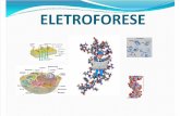 Eletroforese 2011 PDF