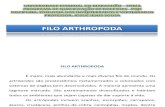 FILO ARTHROPODA