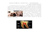 Anatomia Dental Interna