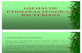2) Galhas de Etiologia Fungica e Bacteriana