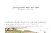 A Constituição de um Ecossistema