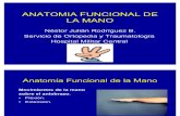 Anatomia Funcional de La Mano (2)