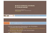 etomologia forense