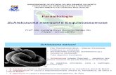 S Schistosoma Mansoni e Esquistosomose