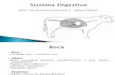 Anato II - Sistema Digestivo