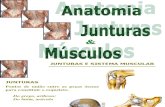 Anatomia Humana Junturas e Musculos