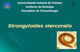 16 Aula Strongyloides Stercoralis