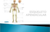 Anatomia Do Esqueleto Apendicular