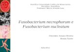 Fusobacterium Necrophorum e Fusobacterium Nucleatum