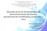 APRESENTAÇÃO - Situação atual da Biotecnologia no desenvolvimento de plantas genéticamente modificadas resistentes à seca - Por Natalia Teixeira Schwab