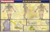 Resumão - Anatomia
