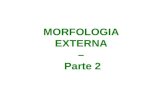 MORFOLOGIA EXTERNA 2