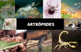 reino animal 6 - Artrópodes