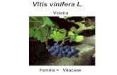 Vitis Vinifera