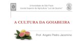 A Cultura Da Goiabeira