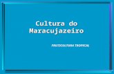 Aula-cultura Do Maracujazeiro