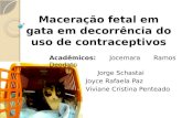 Maceração fetal em gata em decorrência do uso 2