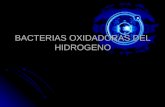 Bacterias Oxidadoras Del Hidrogeno