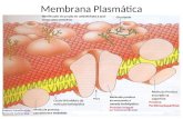 Citologia - Membrana Plasmatica