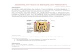 Anatomia, histologia e Fisiologia do Periodonto