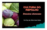 Repolho a Cultura - Almanaque Do Campo[1]