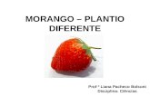 Morango – Plantio Diferente - Professora Liana