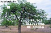 Frutas silvestres de Angola, África