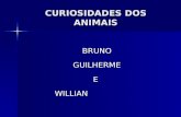 Bruno, guilherme e willian 4ºc