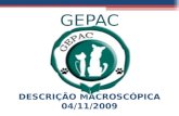 Gepac Macro 04 11