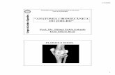 Anatomia e biomecanica do joelho