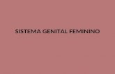 Sistema genital feminino - TERCEIRÃO