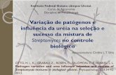 Variação de patógenos e influência da uréia na seleção e sucesso da mistura de Streptomyces no controle biológico; Apresentadora: Cinthia L. T. Silva; Prof. Milton Luiz da