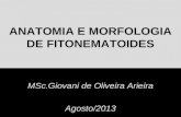 Anatomia e morfologia de fitonematoides