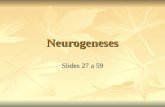 CóPia De Snc NeurogêNese 2