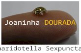 Joaninha Dourada - Charidotella Sexpunctata
