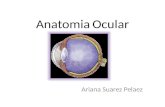 Anatomia ocular