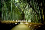 A samambaia e o bambu