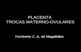 3 placenta