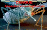 1227028202277 dengue capacitação enfermagem novembro 2008