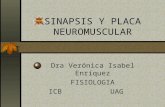 Sinapsis Y Placa Neuromuscular  Ii Completa.